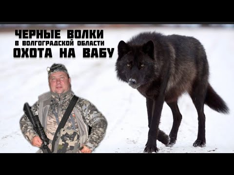 Видео: Охота на волка. ДОБЫТ ЧЁРНЫЙ ВОЛК!!!