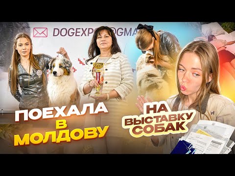 Видео: ВЫСТАВКА СОБАК. БРОСИЛА СЫНА и УЕХАЛА в МОЛДОВУ. МЫ ВЫИГРАЛИ!!!