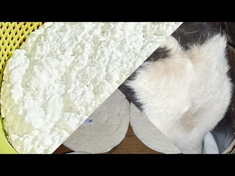 Видео: Молоко ВЕДРАМИ, ТВОРОГ тазиками. Как кормлю телку.