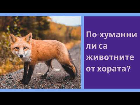 Видео: По-хуманни ли са животните от хората?