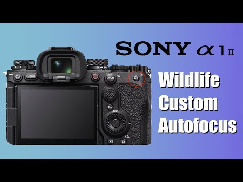 Видео: Настройка пользовательских кнопок автофокусировки для съемки дикой природы на Sony a1ii