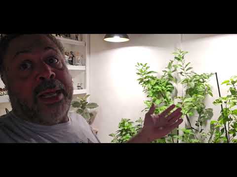 Видео: Подсветка растений в Доме из красного кирпича гаснет!