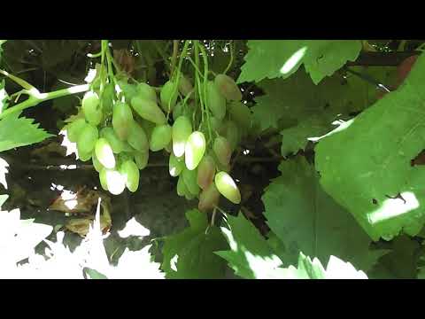 Видео: Лоза вызревает на 80-90% даже на прививках