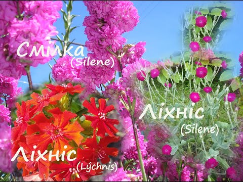 Видео: Стрункі квітучі багаторічники для вертикалі. Ліхніс Халцедонський/Корончатий. Смолянка липка.