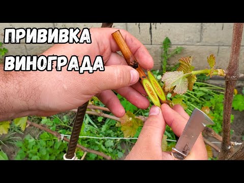 Видео: Прививка винограда черным в черное. Окулировка, улучшенная копулировка, в расщеп, прививка секатором