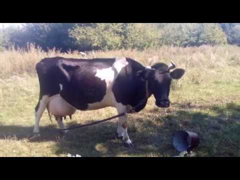 Видео: цена высокоудойной коровы//немного ответов на вопросы