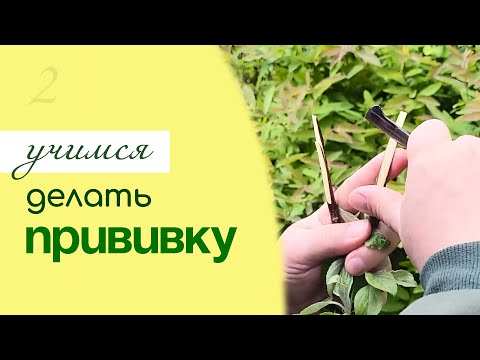 Видео: ПРИВИВКА плодовых деревьев, УЧИМСЯ ДЕЛАТЬ прививку деревьев