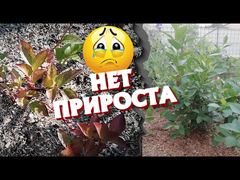 Видео: Вредитель голубики найден!