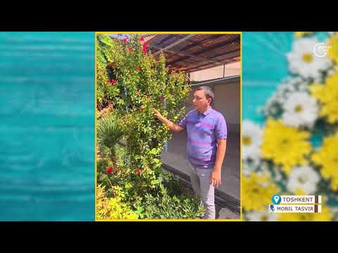 Видео: Лагерстрёмия индийская (индийская сирень) Ibroim Ikromov