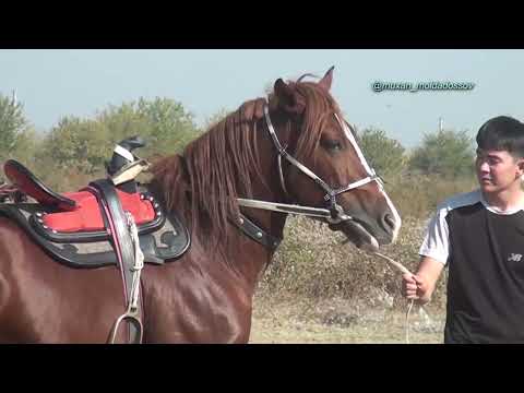 Видео: Мактарал ауданы Көшкенбаевтар әулеті Нұрлан мырзаның елден бата алу той көкпары 20 10 2024