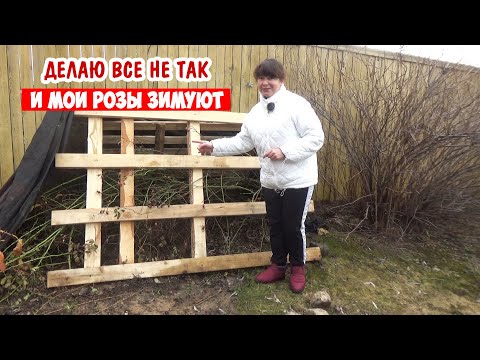 Видео: Розы на зимовку: НЕ убираю листья, НЕ обрезаю побеги и ничего НЕ вырезаю!