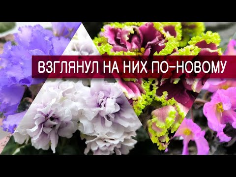 Видео: Этот эмоциональный рассказ никого не оставит равнодушным! И. Л. Данилина о стандартных сенполиях