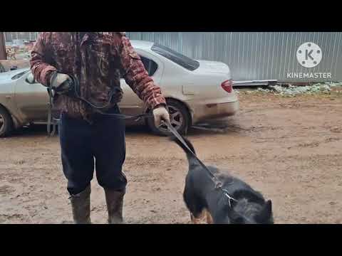 Видео: Прогулка со злюками 