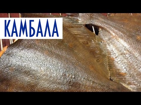 Видео: Копчение рыбы в домашних условиях. Камбала