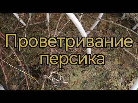 Видео: 6 апреля 2024 г.