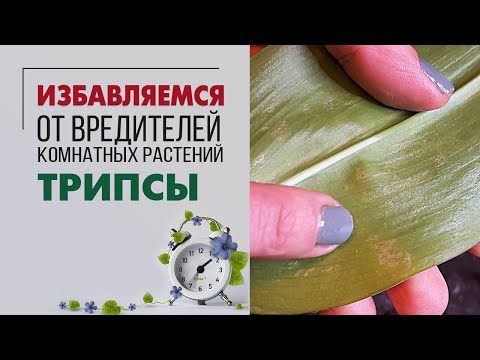 Видео: Трипсы | Как определить, чем заражено растение | Лучшее средство от трипсов - ставлю эксперимент