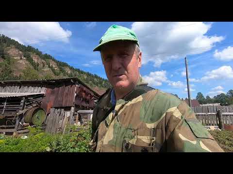 Видео: Собираем овёс, солим грибы и косим ботву