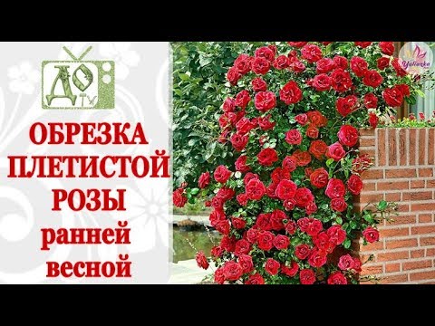 Видео: ОБРЕЗКА ПЛЕТИСТОЙ РОЗЫ ВЕСНОЙ / ФОРМИРОВАНИЕ КУСТА, ЧЕРЕНКИ