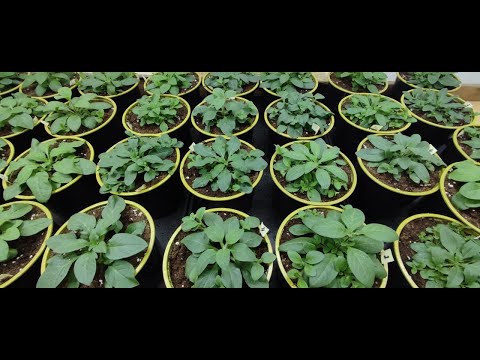 Видео: Как правильно пересадить петунию в больший обьем После такой пересадки петуния растет как на дрожжах