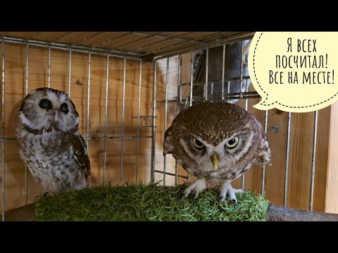 Видео: Совушки лучатся милотой. Делим треугольного кота: он остаётся? В Совиный дол почти дошёл лось Степан