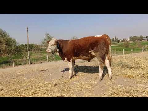 Видео: Сментал Фуруши Ватсап 802649494