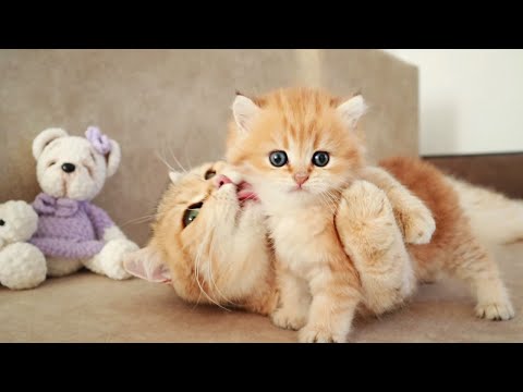 Видео: Мама Кошка играет и разговаривает с ее милыми мяукающими котятами