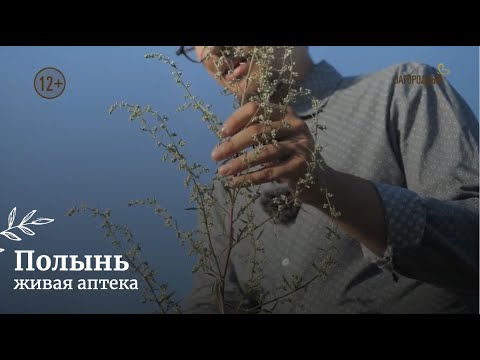 Видео: Полынь // Живая аптека