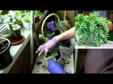 Видео: Седум Моргана из него можно сделать фито-портрет - самый живописный комнатный цветок/Суккуленты