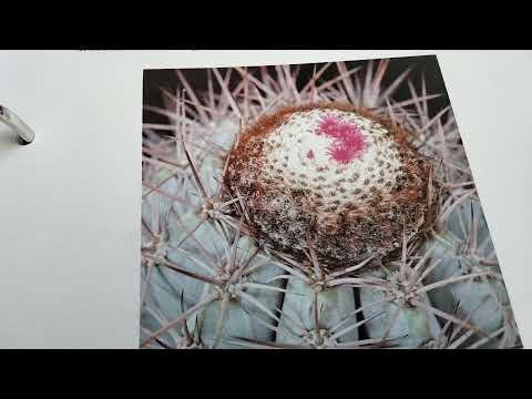 Видео: Виды кактусов .Опознание ваших кактусов. 2 часть.