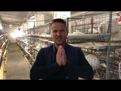 Видео: Выращивание бройлера на дому, с чего начать ? Бизнес на бройлере кобб 500, сбыт бройлера,