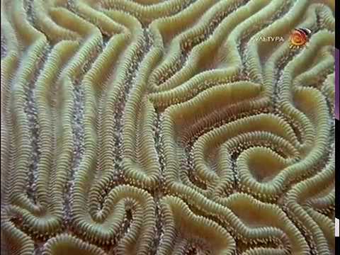 Видео: Коралловые рифы. Подводные города