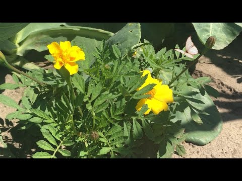 Видео: Наш огород.  Тихий голос🐉❤️