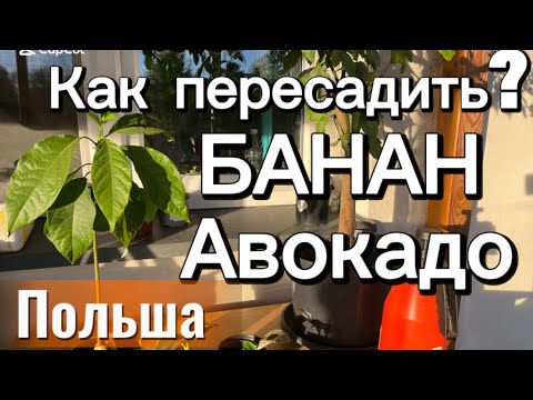 Видео:  ✅❤️ Как пересадить банан , авокадо и фиалку ‼️Домашний сад в Польше . #банан #авокадо