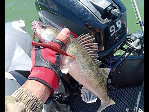 Видео: Ириклинское водохранилище открытие, судак на джиг