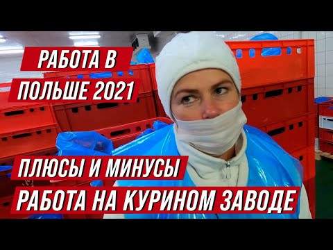 Видео: Работа в Польше 2021. Сколько можно заработать на курином заводе? Плюсы и минусы, жилье и зарплаты