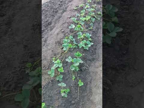 Видео: Посадка полуниці в жару