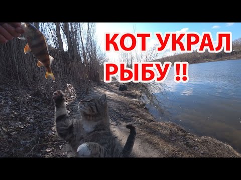 Видео: Рыбалка ловля окуня весной на микроджиг спиннинг Azura Sawada 74L