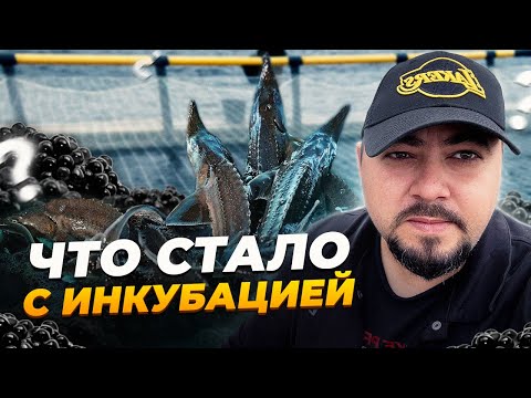 Видео: Что стало с инкубацией 😨