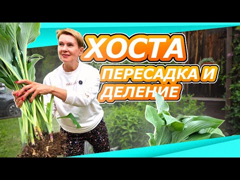 Видео: ИЗ ОДНОЙ - МНОГО! ПЕРЕСАДКА И ДЕЛЕНИЕ ХОСТЫ ЛЕТОМ