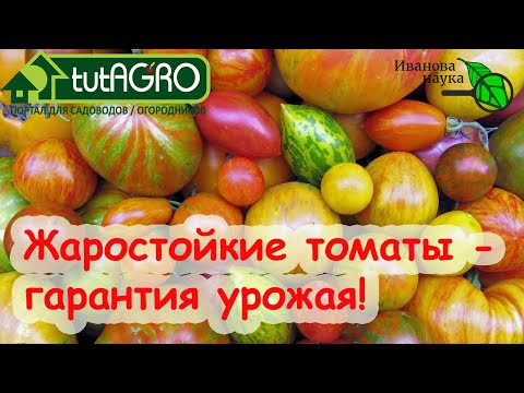 Видео: ТОМАТЫ ЗАВЯЖУТ В 100 РАЗ БОЛЬШЕ ПЛОДОВ! Жаростойкие томаты - гарантия урожая!