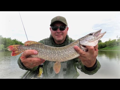 Видео: Рыбалка на спиннинг в жару, ловля щук, моя успешная тактика!