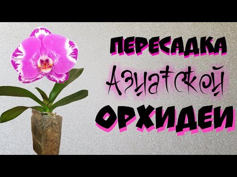 Видео: Пересадка орхидеи фаленопсис | Change of an orchid  | пересадка Азиатской орхидеи