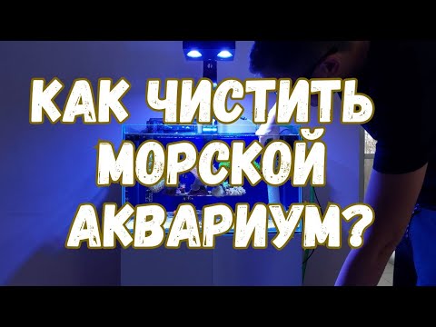 Видео: Как сохранить аквариум чистым каждый день? Как я ухаживаю за мини-морем?