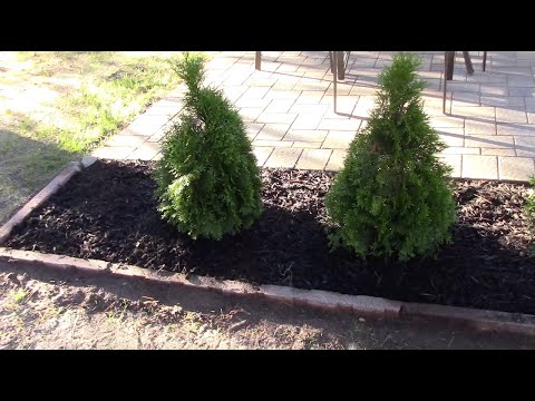 Видео: Как посадить тую