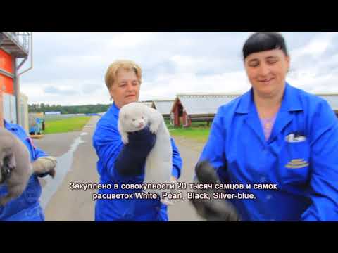 Видео: Зверохозяйство. Гродненская область, Республика Беларусь