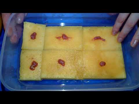 Видео: Разведение аулофоруса