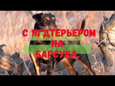 Видео: С ягдтерьером на барсука.