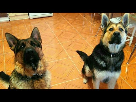 Видео: Немец и восточник.(мои собаки)