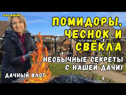 Видео: Раскрываем Секреты Идеального Чеснока, Помидоров и Свёклы: Необычные методы, Которые Вас Удивят!