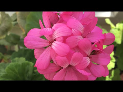 Видео: Солнце Огород и Вязание, Про Платья Спицами из Alize Cotton